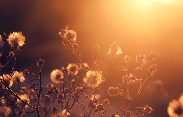 Картинка солнце, растение, sunshine