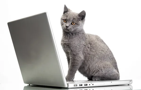Кот, ноутбук, Glance, Cats, Laptops