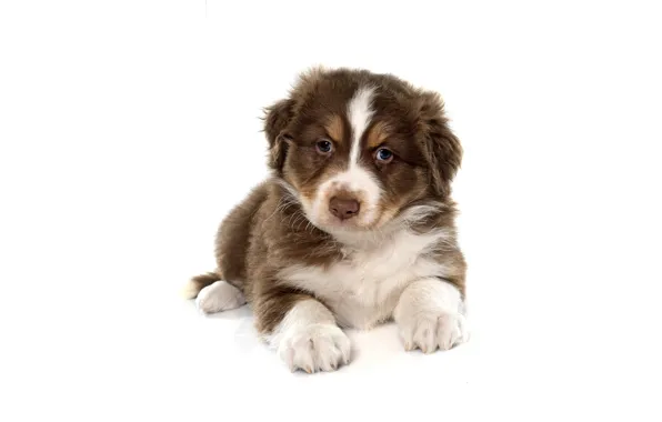 Dog, puppy, Sheepdog