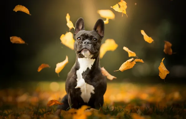 Картинка осень, листья, собака, боке, Французский бульдог