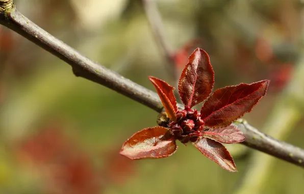 Leafs, spring, twig