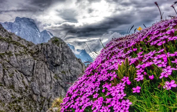 Картинка цветы, горы, Австрия, Альпы, Austria, Alps