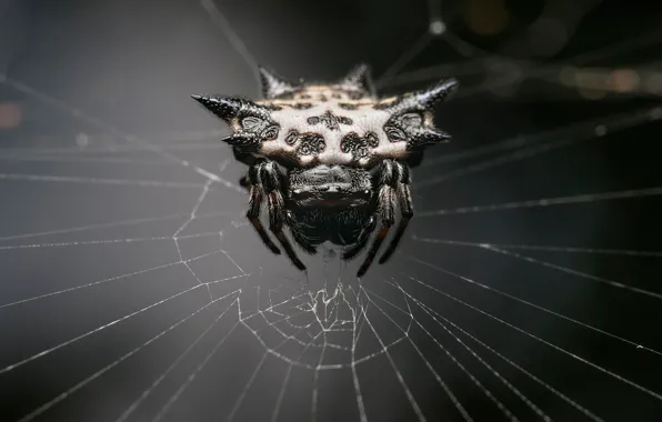 Spider, monster, web, arachnid