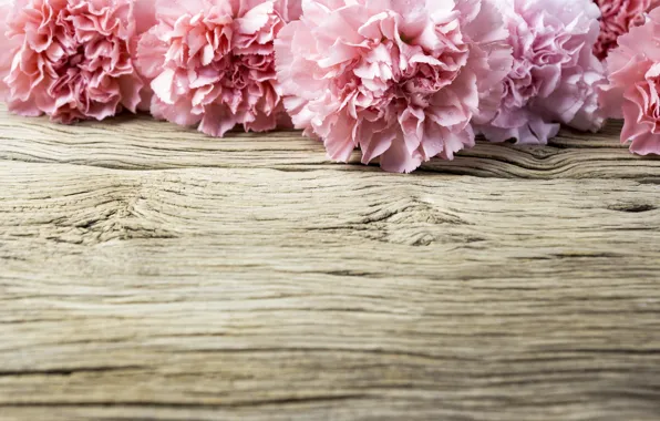 Цветы, лепестки, розовые, wood, pink, flowers, beautiful, гвоздики