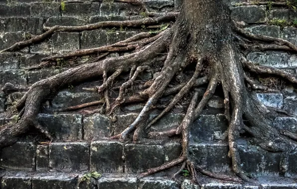 Корни, камни, дерево, львов, tree, roof, высокая гора