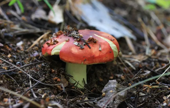 Лес, фон, грибы