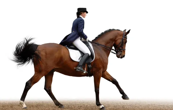 Race, people, ride, isolated, jockey, horseman, pace, pedigree