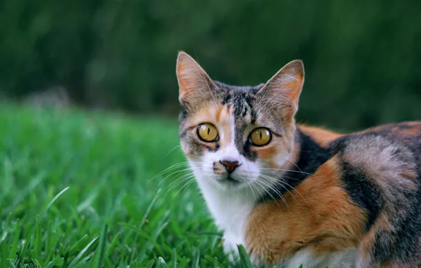 Картинка кошка, трава, взгляд, мордочка, котейка