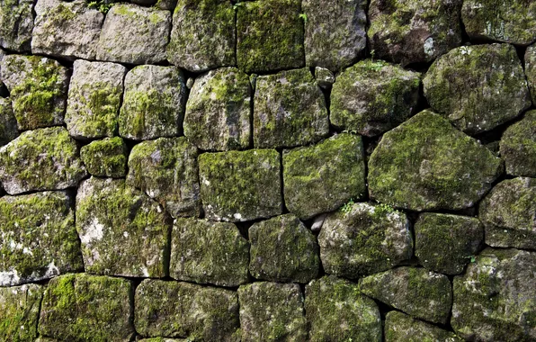 Rock, nature, stone, pattern, old, plant, natural, rough