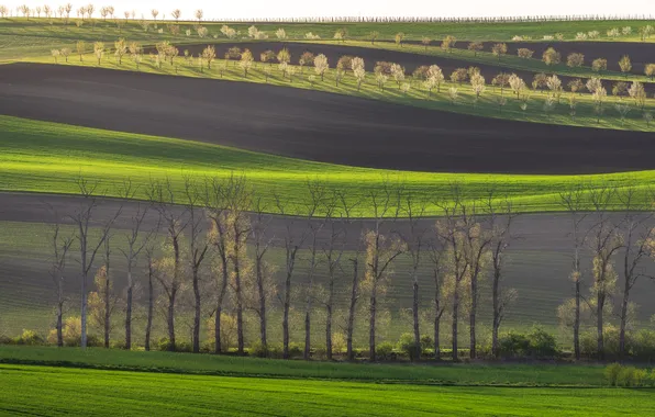 Green, trees, plantation