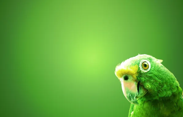 Картинка зеленый, фон, птица, попугай