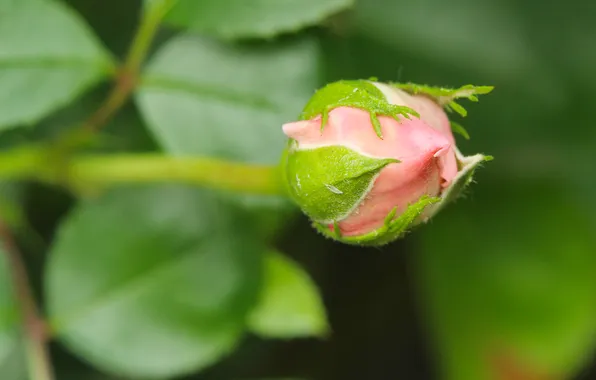 Pink, roses, flower bud
