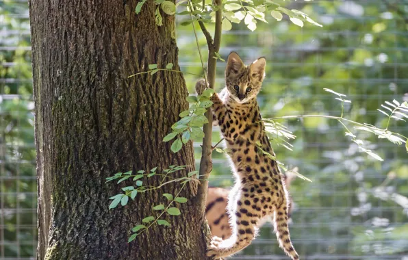 Кошка, дерево, детёныш, котёнок, сервал, ©Tambako The Jaguar