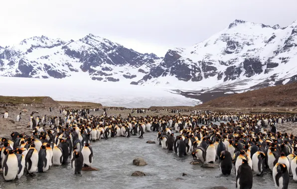 Картинка природа, пингвины, Antarctica, South Georgia and the South Sandwich Islands