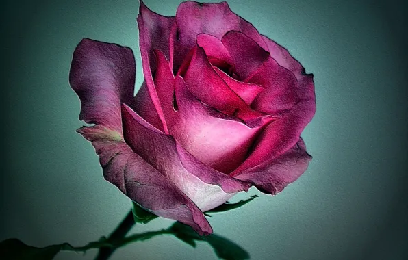 Цветы, розы, лепестки, бутоны