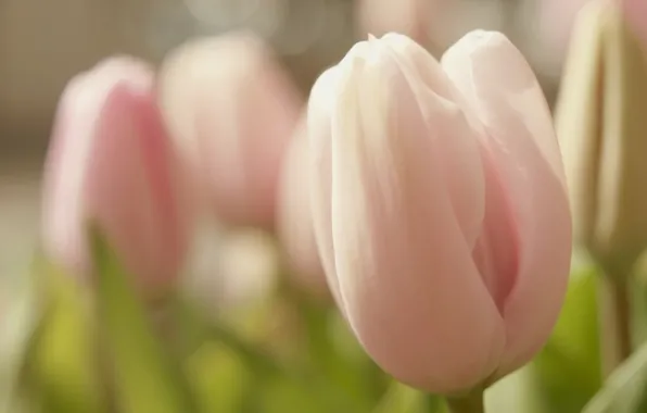 Цветок, макро, цветы, розовый, нежность, весна, бутон, Тюльпан