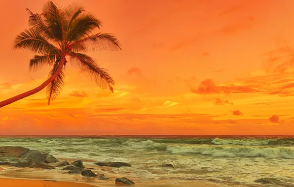 Картинка песок, море, пляж, закат, пальмы, берег, beach, sea