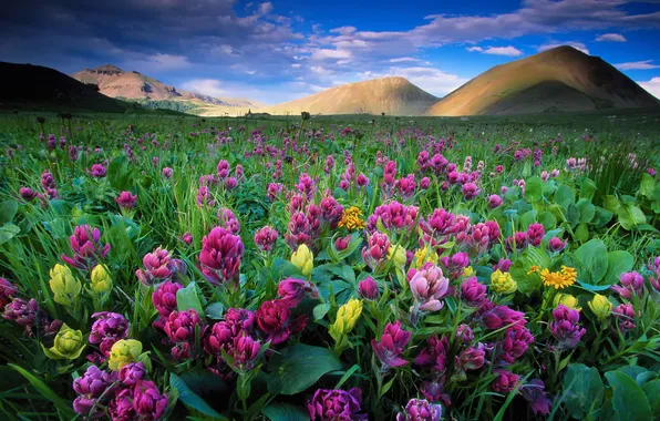 Небо, облака, цветы, холмы, USA, Colorado, State Forest State Park, Colorado State Parks
