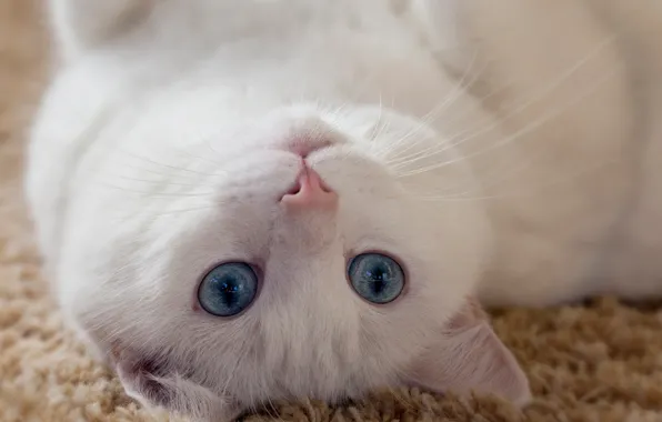 Картинка кошка, глаза, усы, взгляд, животное, белая, ушки