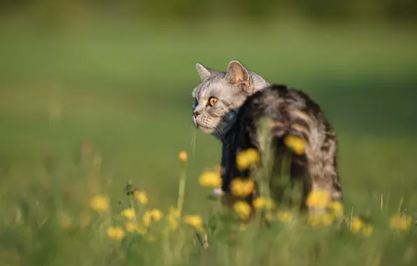 Кошка, лето, трава, кот, взгляд, морда, свет, цветы