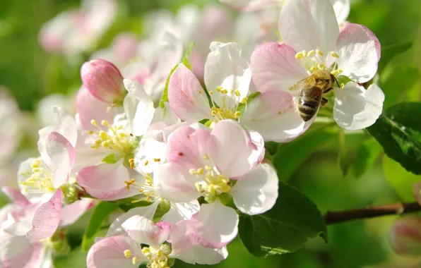 Макро, пчела, весна, яблоня, цветение