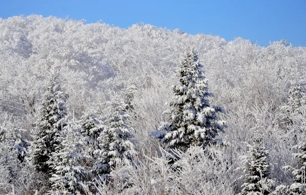 Картинка зима, лес, небо, снег, ель, склон