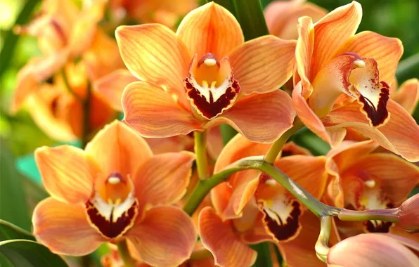 Макро, оранжевый, орхидея