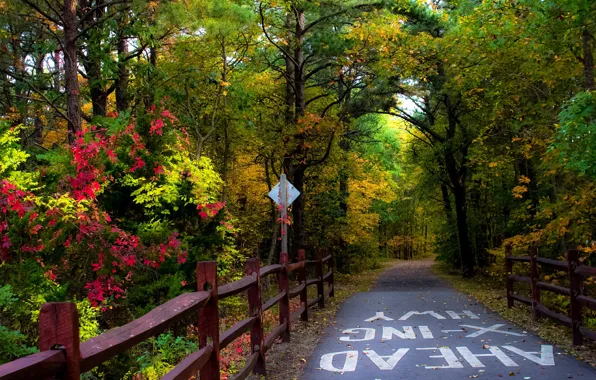 Дорога, Осень, Деревья, Лес, Fall, Autumn, Colors, Road