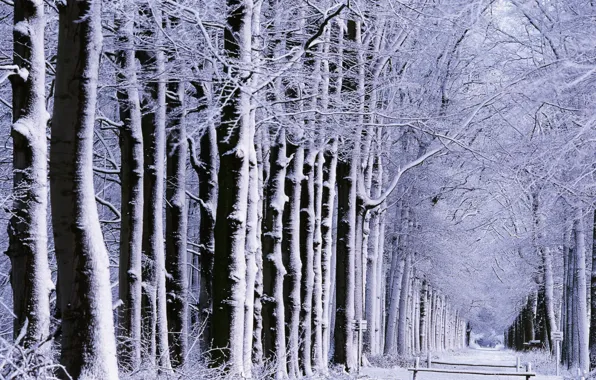 Картинка зима, дорога, лес, снег, деревья, природа, настроение, настроения