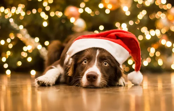 Картинка взгляд, морда, собака, Рождество, Новый год, колпак