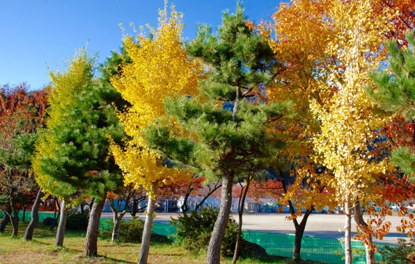 Картинка осень, вода, деревья, город, дома, Япония, Токио