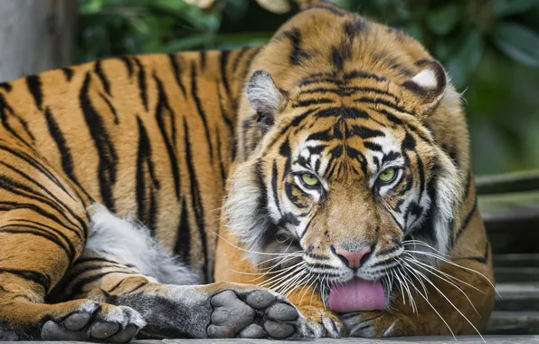 Язык, кошка, тигр, ©Tambako The Jaguar, суматранский