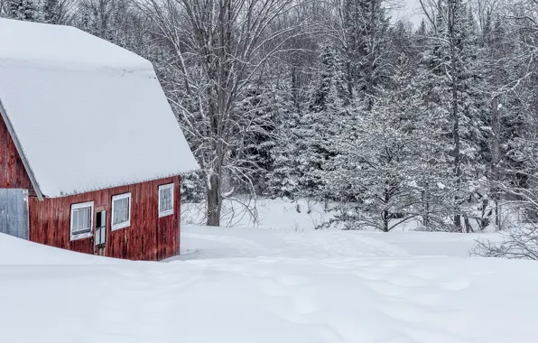 Зима, лес, снег, деревья, природа, дом, здание