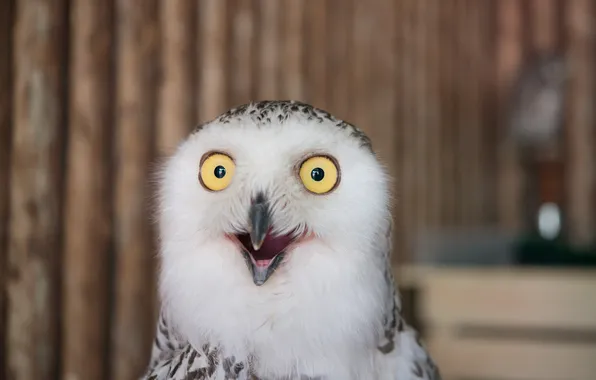 Картинка raptor, nature, snow, predator, north, owl, portrait, prey