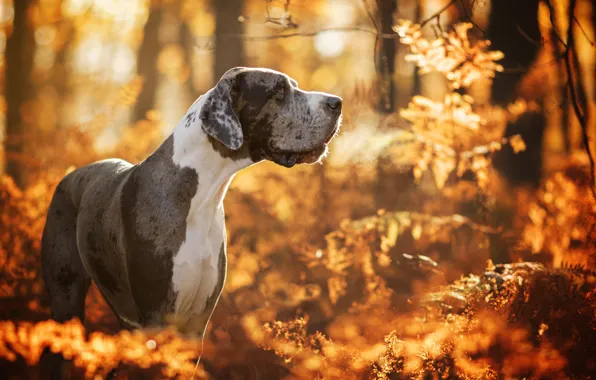 Картинка осень, лес, собака, боке, Немецкий дог