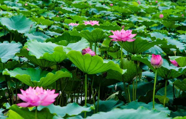 Картинка листья, озеро, лотосы, цветение, lake, leaves, Lotus blossom