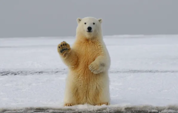 Cold, Arctic, Circle, Polar_Bear