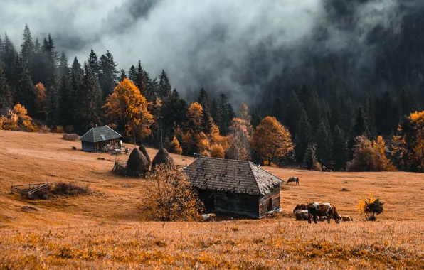 Картинка осень, природа, туман, ферма