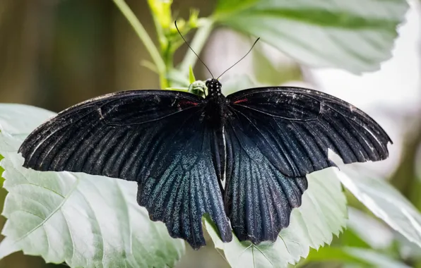 Black, nature, blue, butterfly, animal, insect, malaysia