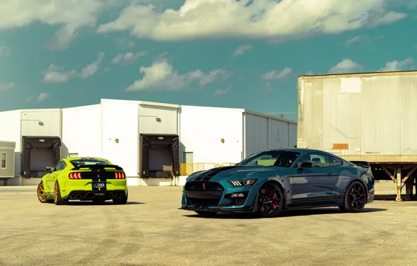 Картинка Ford, Shelby, GT500, Cars