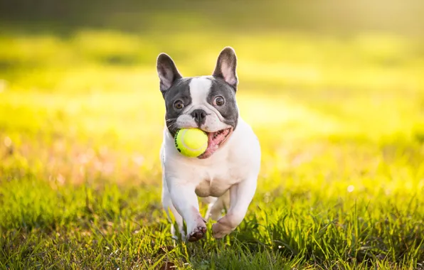 Картинка собака, бульдог, мячик, французский бульдог