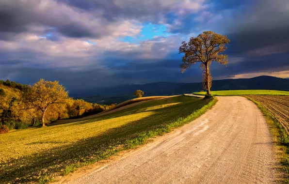 Картинка небо, облака, свет, тучи, природа, дерево, поля, Италия