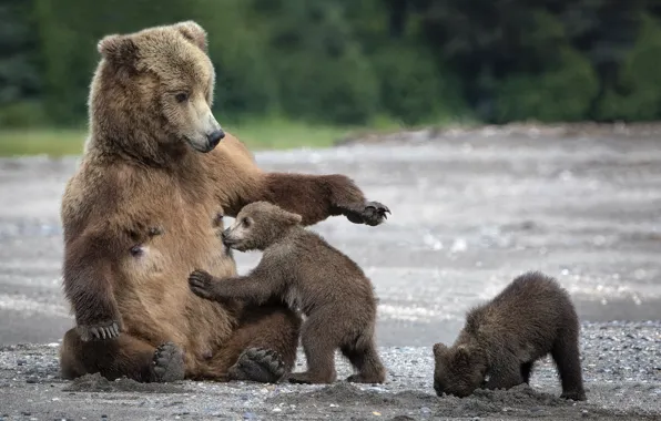 Картинка песок, медведи, медвежата, мама, мишки, сиська, медведица