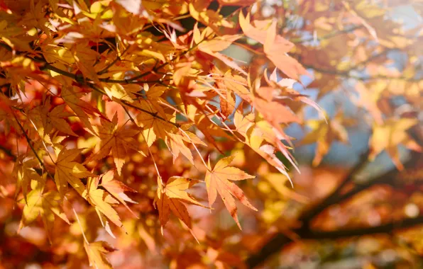Осень, листья, colorful, клен, autumn, leaves, осенние, maple