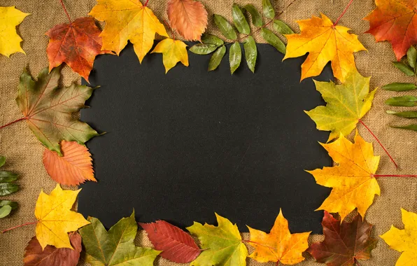 Картинка осень, листья, фон, colorful, клен, yellow, autumn, leaves