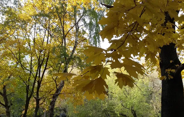 Осень, деревья, желтые листья, октябрь, ветка клена