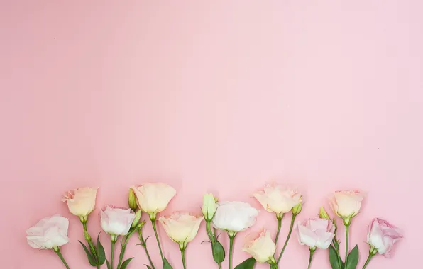 Цветы, фон, розовые, pink, flowers, эустома, eustoma
