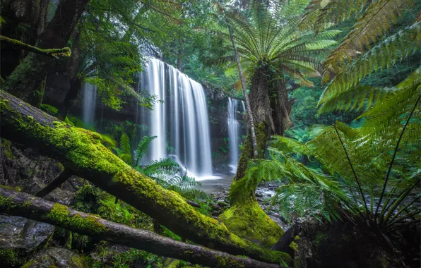 Картинка лес, водопад, мох, Австралия, папоротник, брёвна, Australia, Tasmania