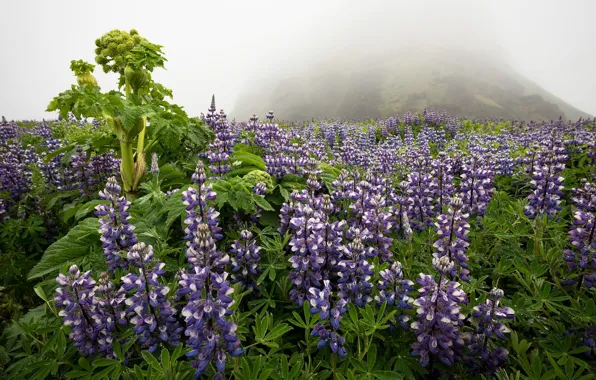 Цветы, природа, туман