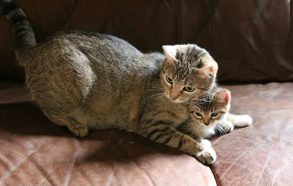 Картинка кошка, котенок, диван, серые